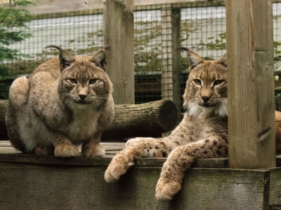 Eurasian lynx - De Zonnegloed - Animal park - Animal refuge centre 